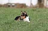 BASENJI 096